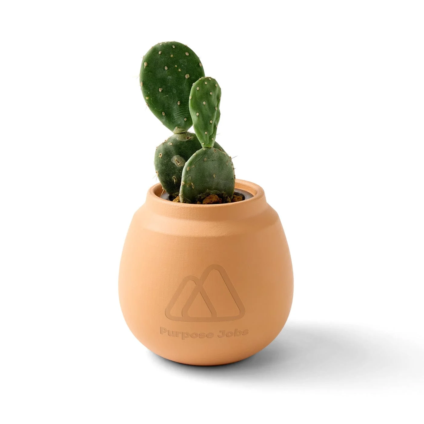Modern Sprout - Modern Terracotta Grow Kit